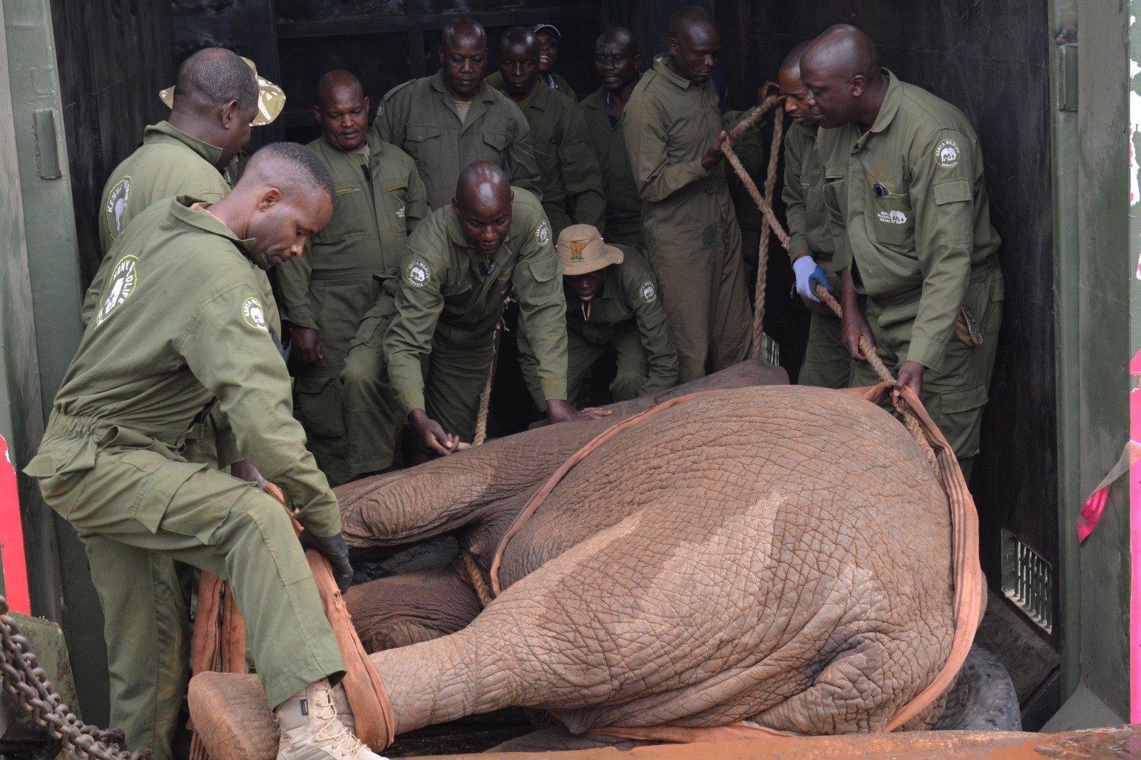 KWS moves 12 jumbos to Aberdare National Park