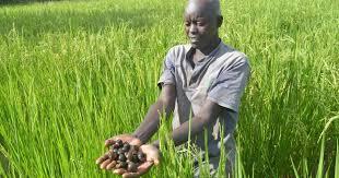 PS Muthoni: Kenya to boost nutrition with fortified rice