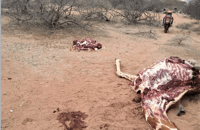 Poacher killed, game meat recovered in KWS operation in Wajir South