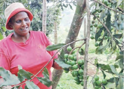 CS orders 4-month ban on macadamia harvesting