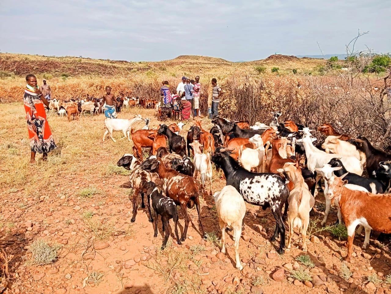 Over 20,000 animals vaccinated and treated against diseases in Turkana