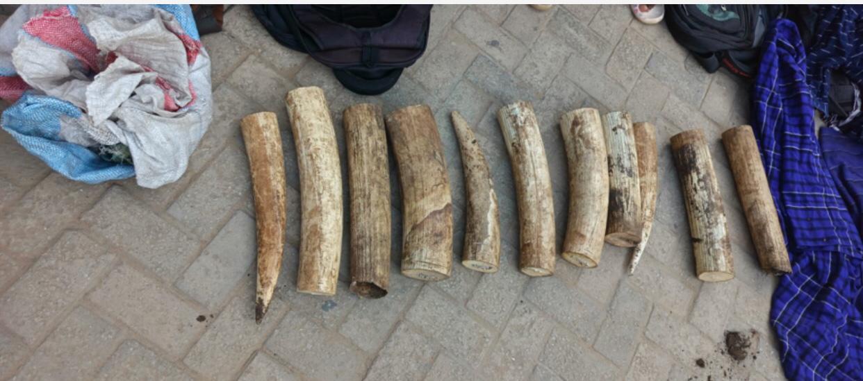 5 arrested, Sh6m elephant tusks recovered