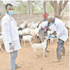 Residents urged to improve practices  as Garissa marks One Health Day