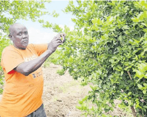 Garissa herders adopt irrigation to boost food security, income