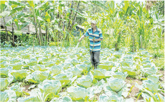 Over 800 Kirinyaga households benefit from irrigation project