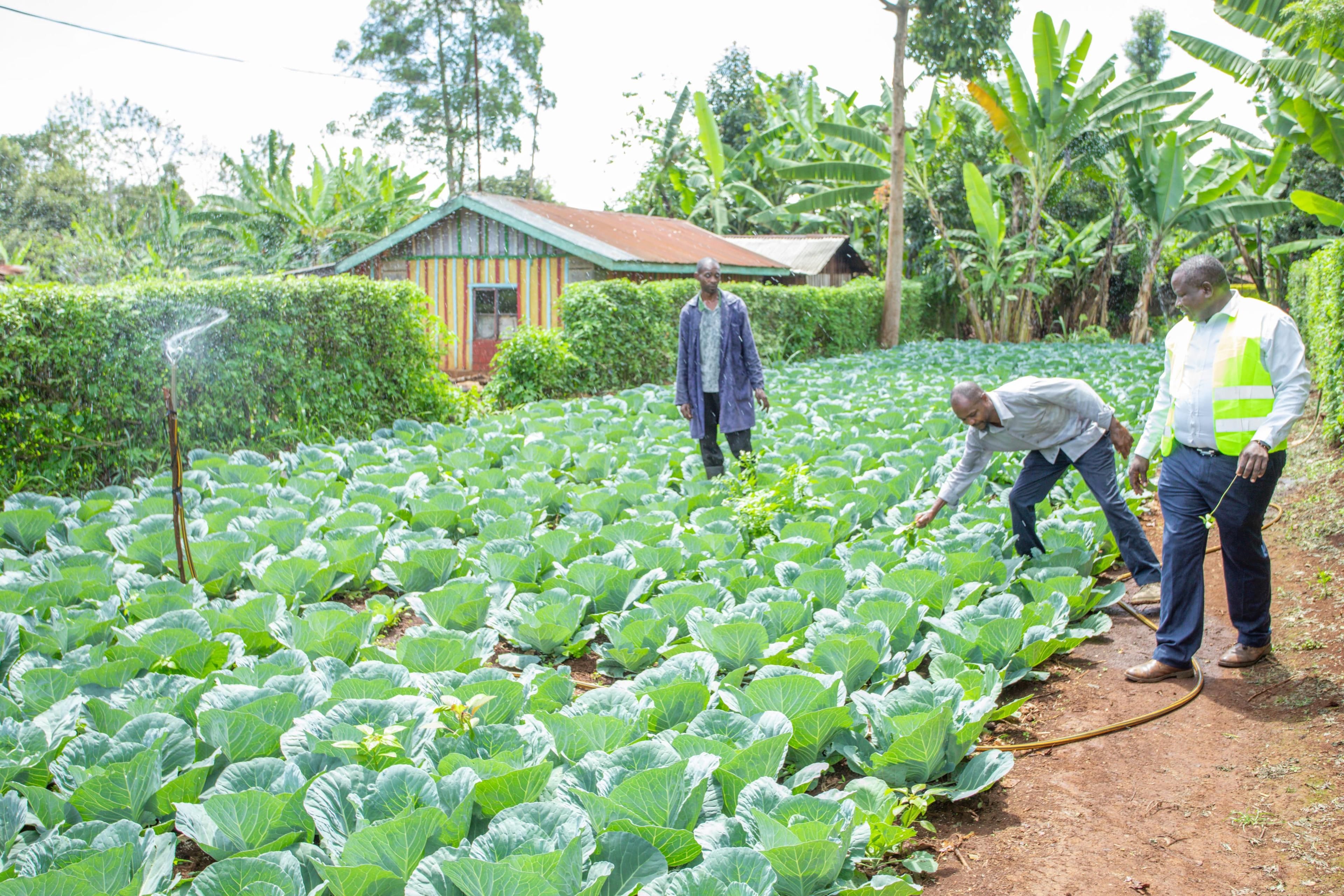 Kirinyaga farmers reap big as Waiguru rolls out irrigation projects