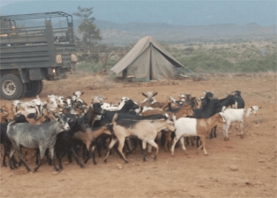 Police recover 78 stolen goats in Baringo