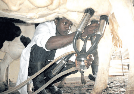 Safe milk campaign fights risk of aflatoxins in milk