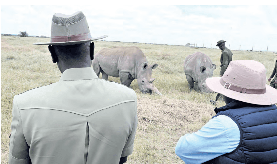 We will do everything to save world’s 2 white rhinos – Ruto