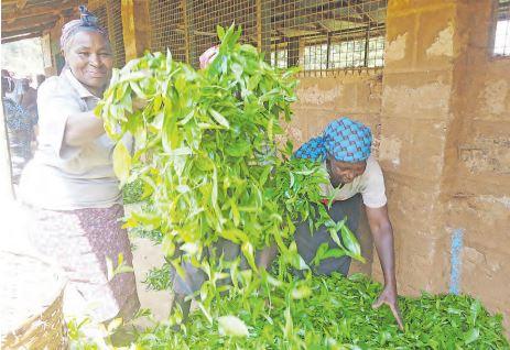 Early Christmas for farmers as KTDA declares Sh1.04bn dividend