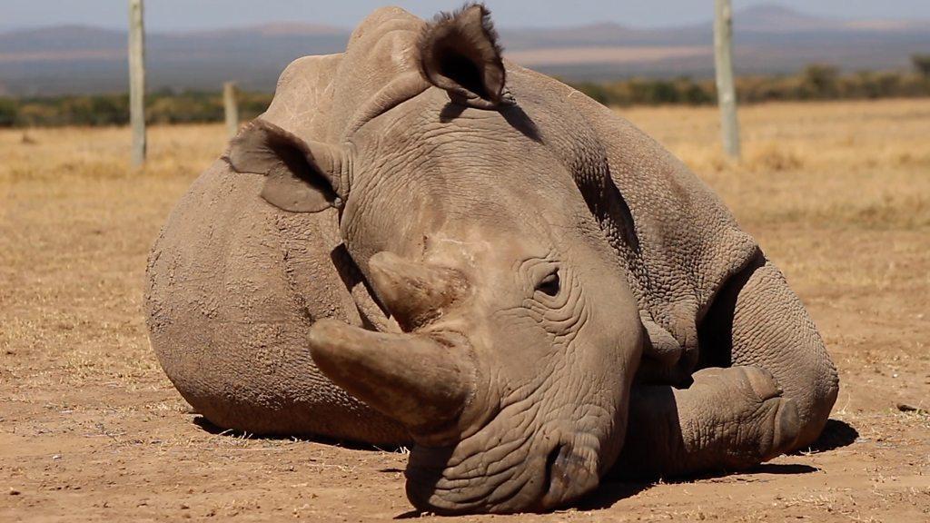 Kenya plans IVF to save white rhinos from extinction