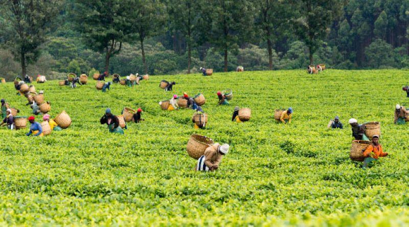 KTDA farmers to get fertiliser refunds in December