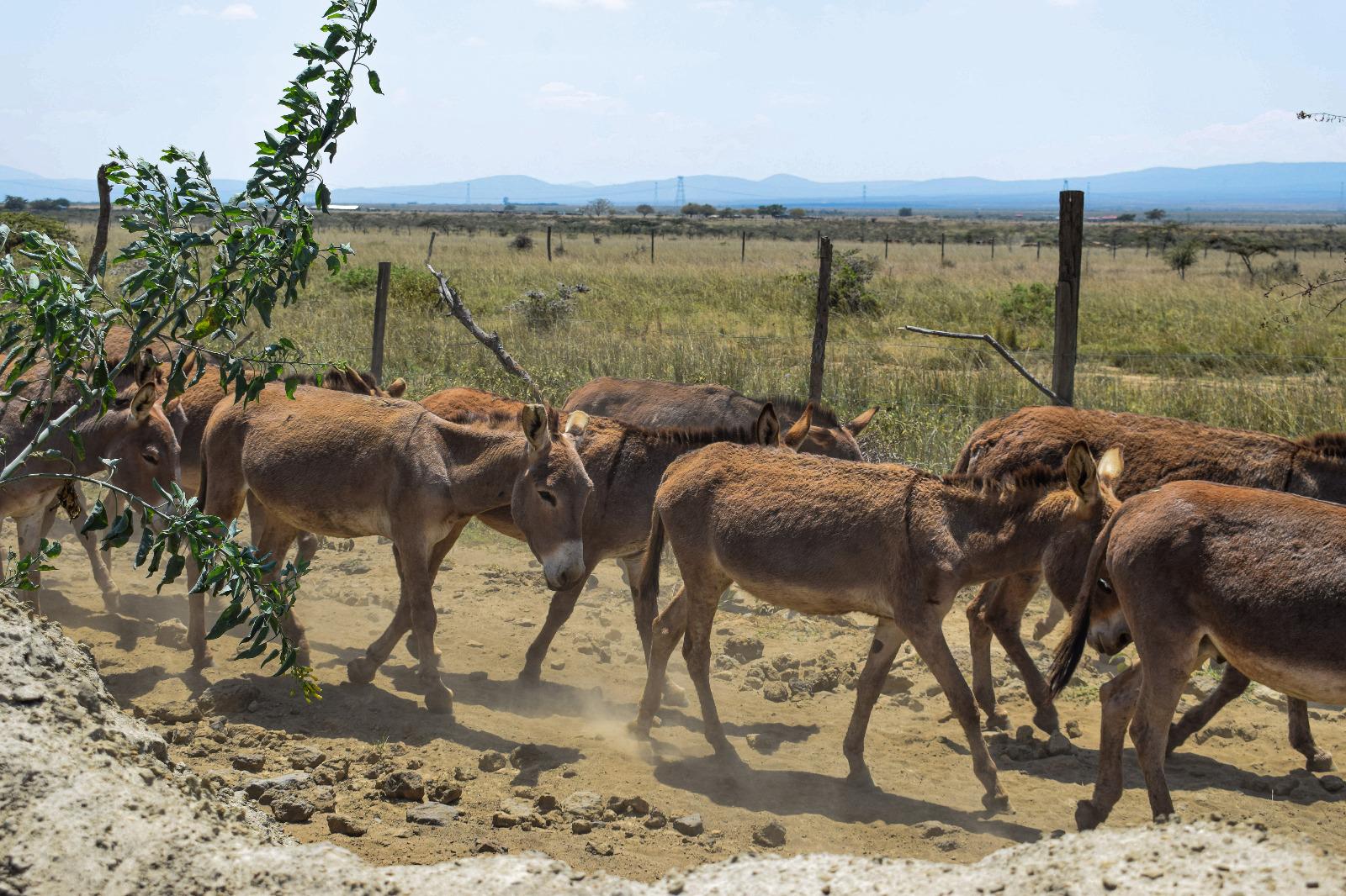 Narok, Kajiado strategy to avoid eating donkey meat