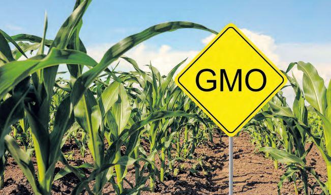 Researchers take GMO sensitisation to church