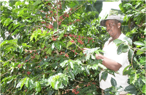 Task force to submit report on coffee farmers’ debt validation