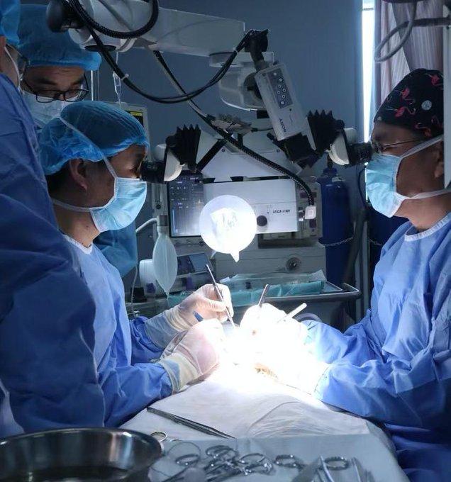 Monkey survives over 180 days after pig kidney transplant in China