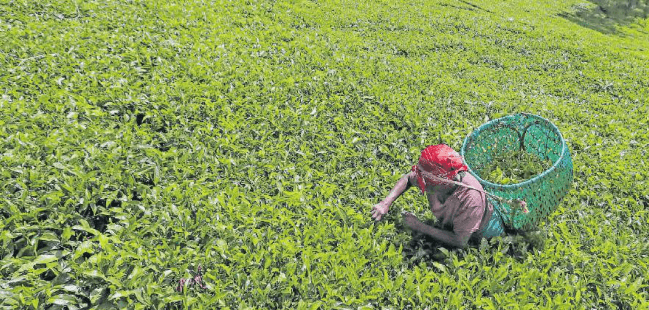 New markets push tea exports up despite production setback