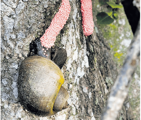 Experts: Invasive apple snail could spread to more areas