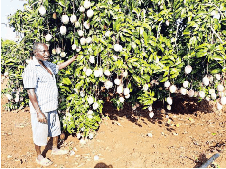 Kitui crop initiative defies poor rains, promises good harvests