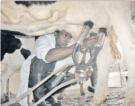 New project to provide informal dairy sector with quality milk