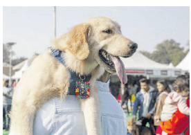 India’s love-hate affinity with dogs