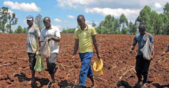 Biosafety authority set to assess public views on GM maize