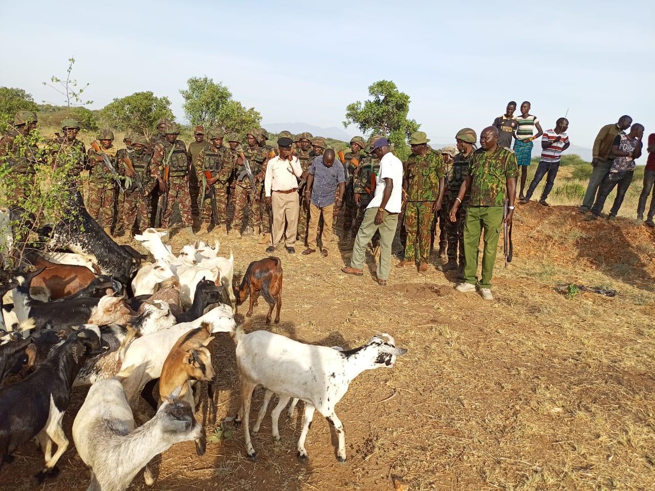 Police recover 100 stolen goats in Turkana