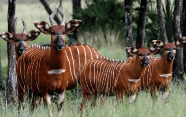 EXPLAINER: What to know about Mountain Bongos