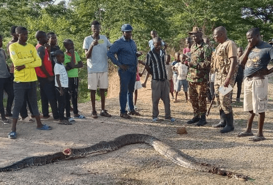 Angry Nyakach residents kill, burn two pythons