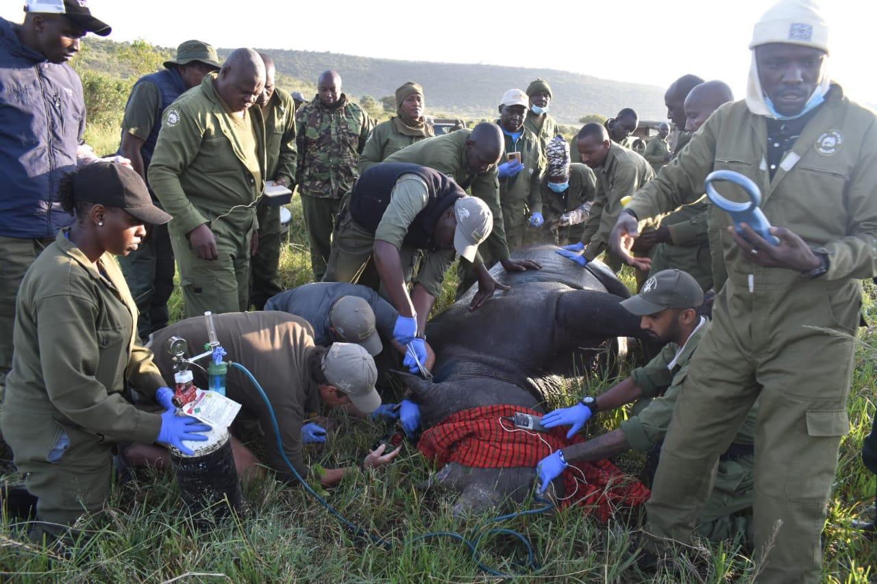 KWS launches ear-notching of 17 endangered black rhinos in Maasai Mara