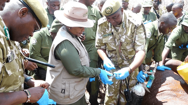 EXPLAINER: Understanding Rhino ear-notching, its importance