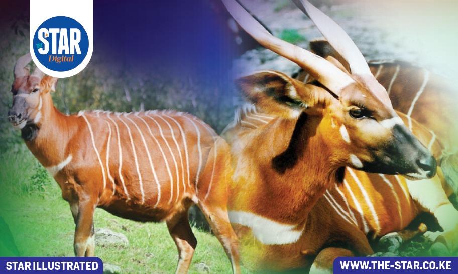 What to know about Mountain Bongos: Africa's rare antelope