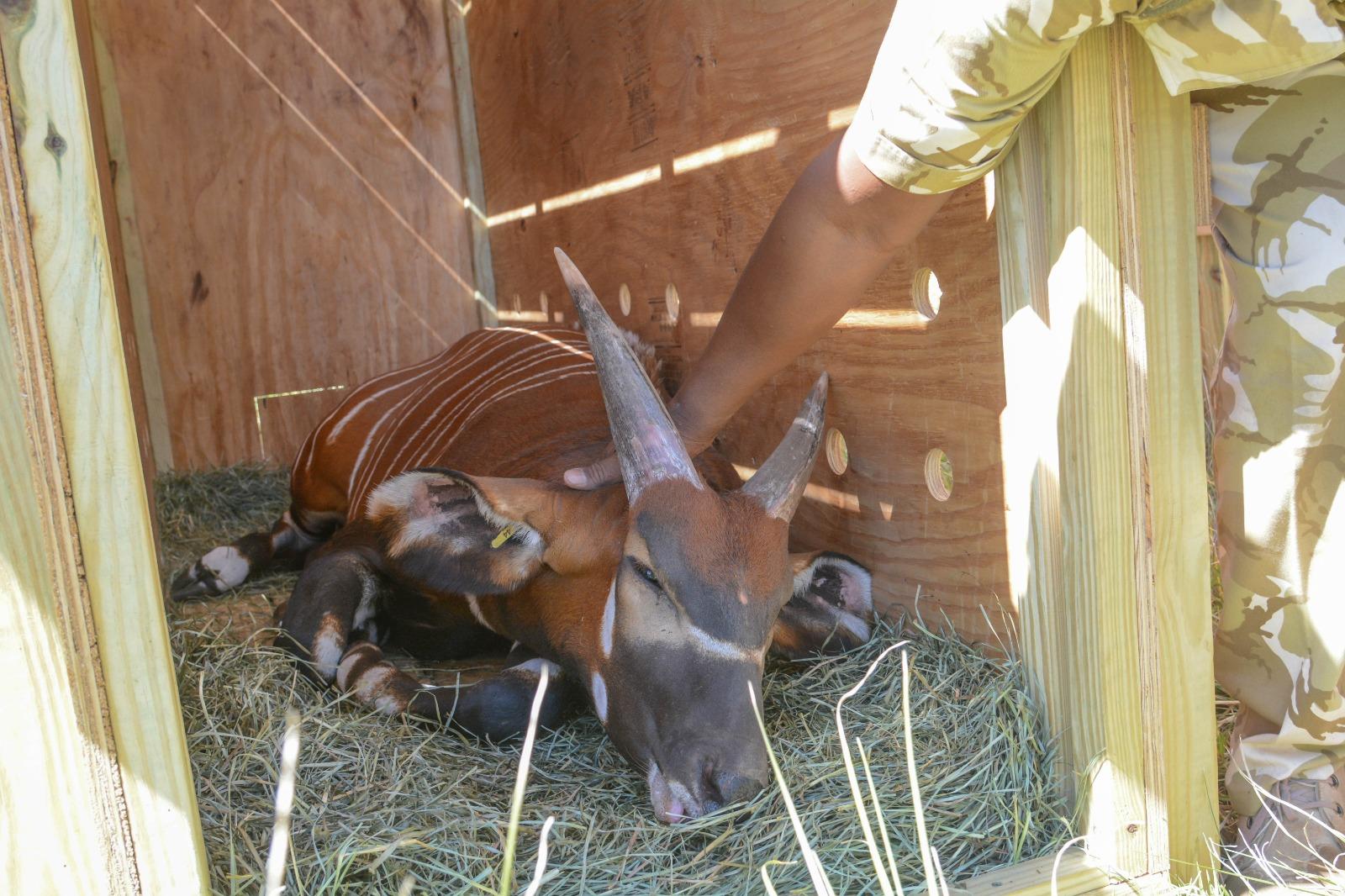 [PHOTOS] Mountain bongo examined before release to new home