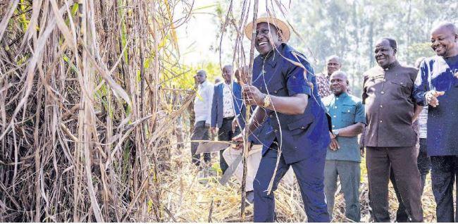 Farmers call for fairness in weighing sugar cane