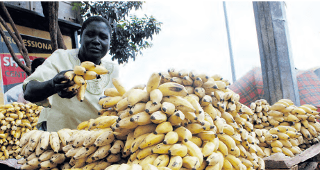 Farmers trained to turn banana waste into cash