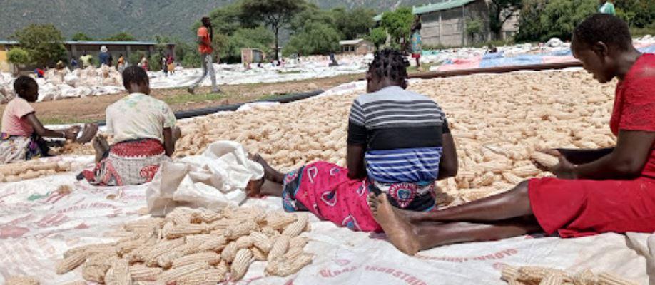 Industry players warn of imminent food crisis on maize shortage, rising prices