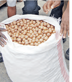 Outcry in Mt Kenya over macadamia export ban