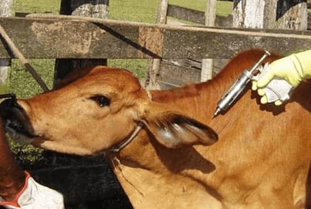 500,000 cattle vaccinated against foot-and-mouth disease