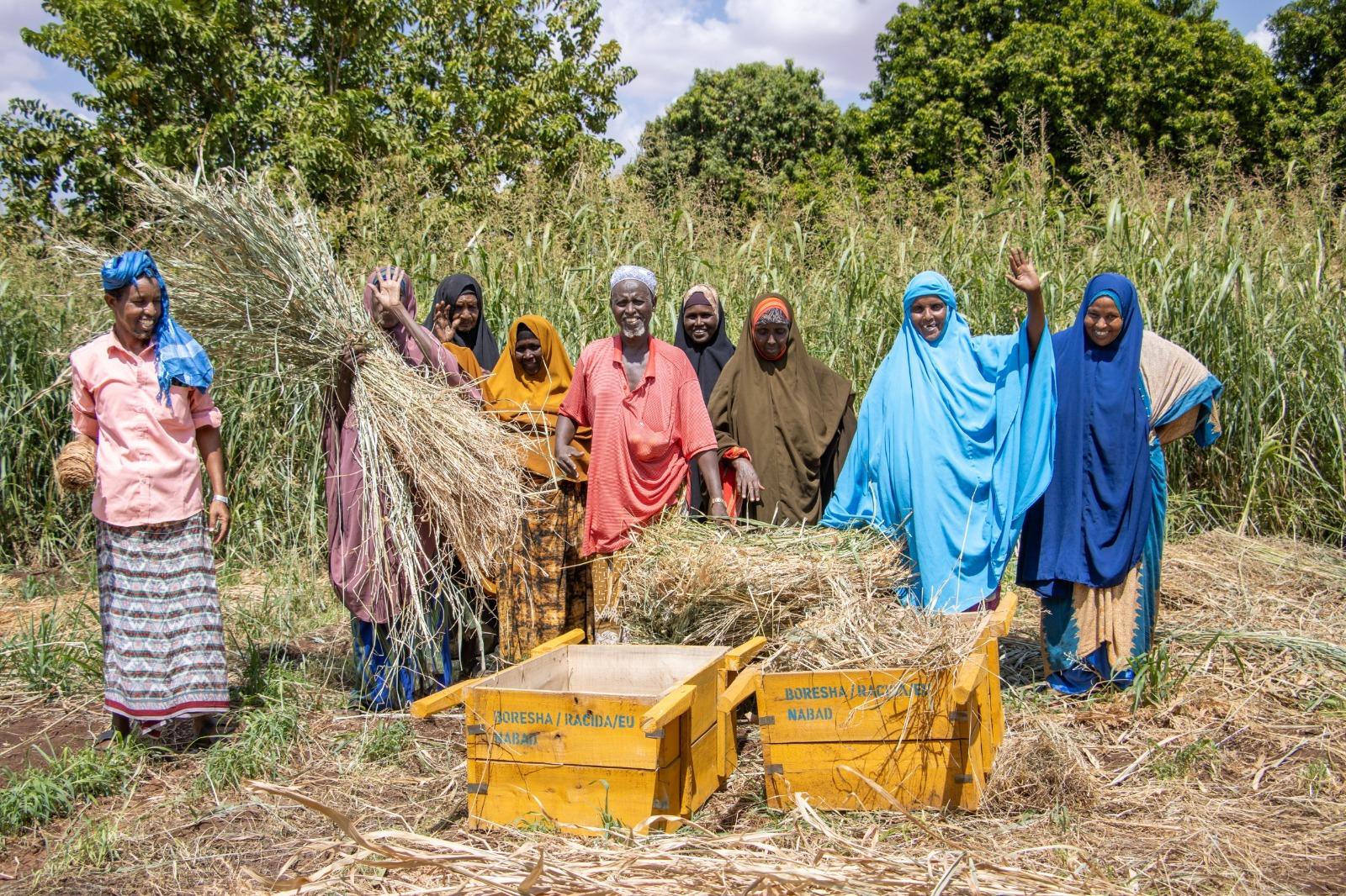 Mandera communities turn to fodder farming to fight drought