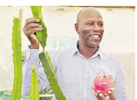 Meru engineer turns love for dragon fruit farming into wealth