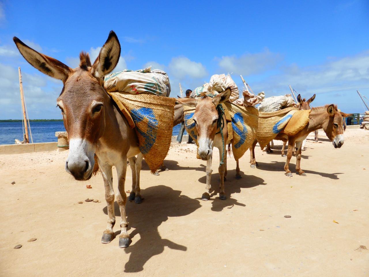 Transforming donkey welfare through theatre in Lamu