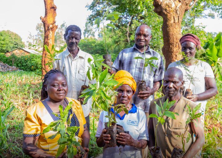 How Eastern farmers are reaping from agroforestry - report