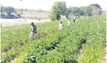 Lawyer transforms his dry Kitui village to a land of plenty