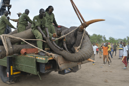 KWS urges human-wildlife coexistence to boost elephant numbers