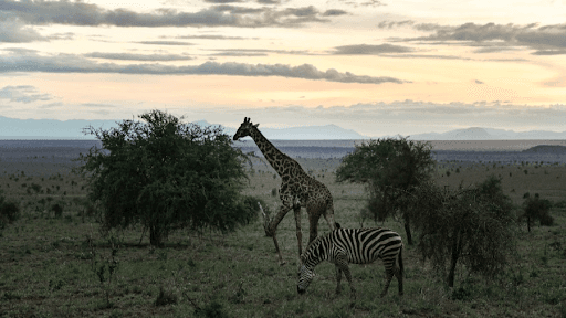 Two poachers killed in clash with KWS personnel in Wajir