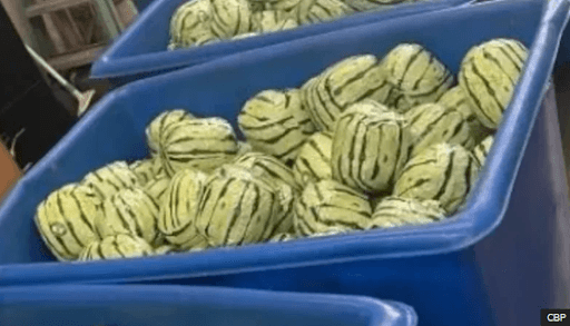 Fake watermelons full of drugs fail to fool US agents