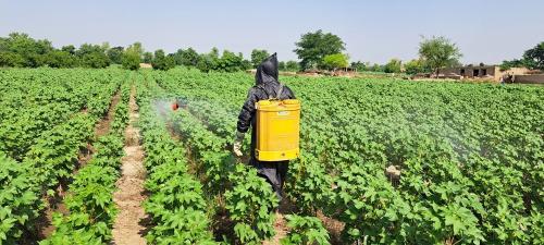 Kenya to introduce new model for monitoring pesticide residue