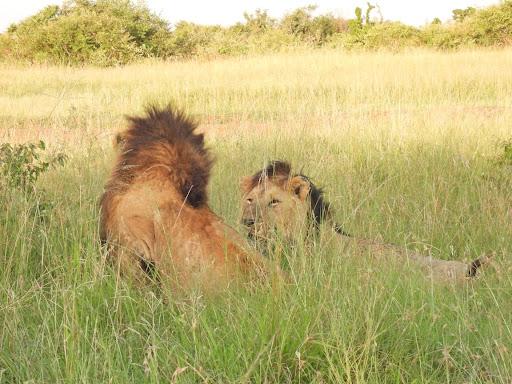 KWS rescues sick lion at Maasai Mara Reserve