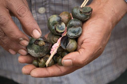 Mwea rice farmers at risk of losing 60% crop to snail invasion