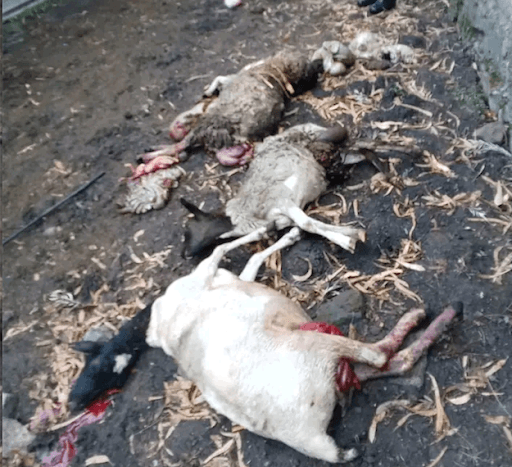 Kajiado farmers count losses after lions and hyenas kill livestock